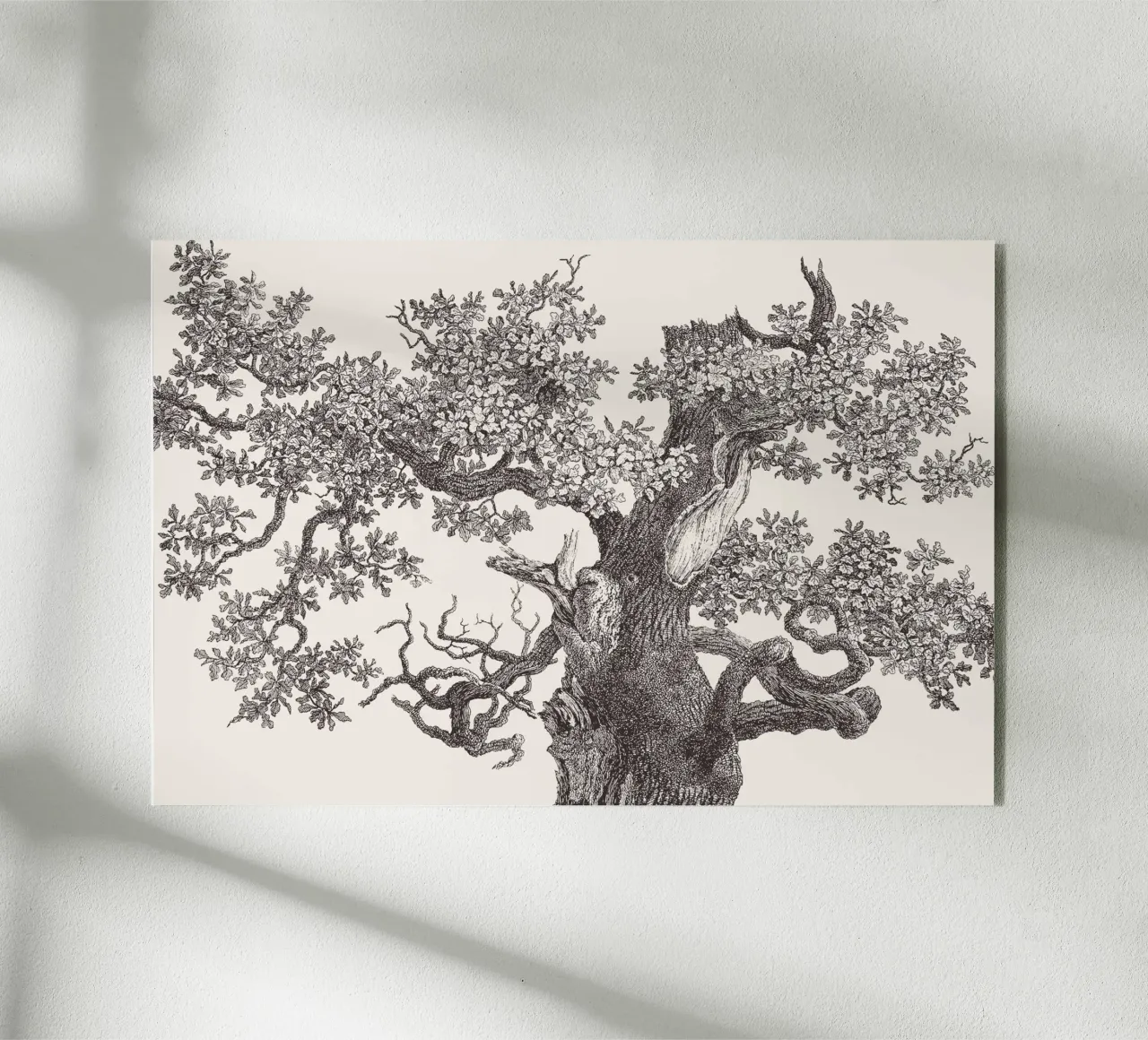 Oak Tree Top plexiglass da apoloprints