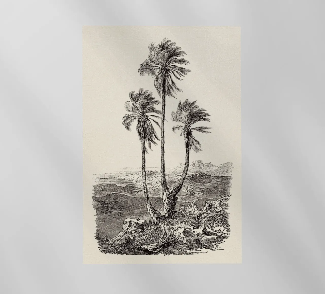 Palm Tree Group pellicola backlit da apoloprints