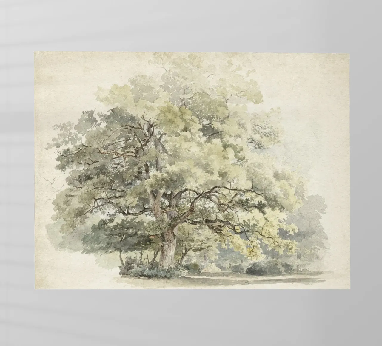 Tree Study Watercolor pellicola backlit da apoloprints