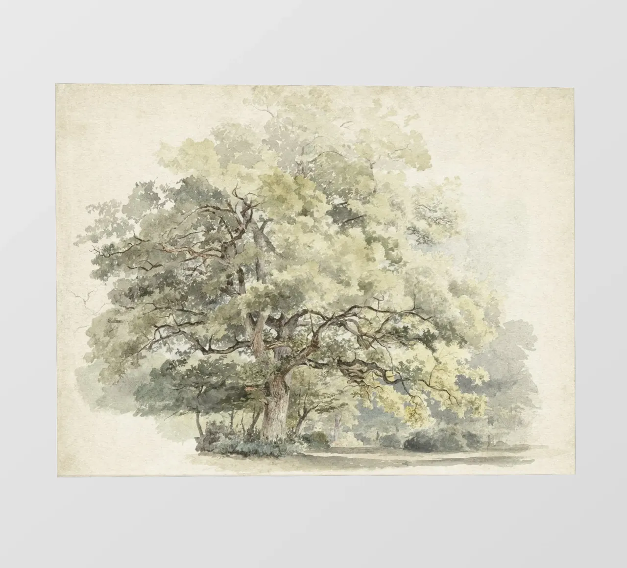 Tree Study Watercolor telo in pvc da apoloprints