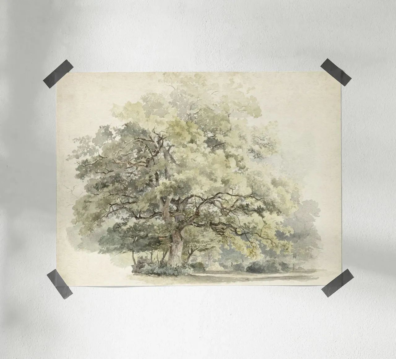Tree Study Watercolor carta hahnemühle da apoloprints