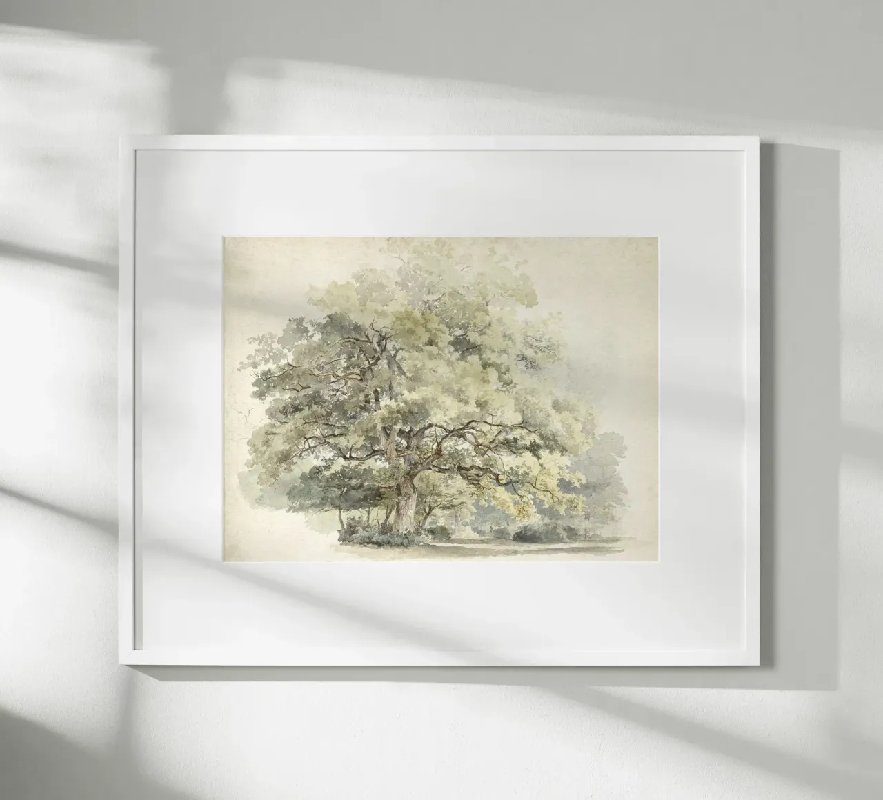 Tree Study Watercolor carta hahnemühle da apoloprints