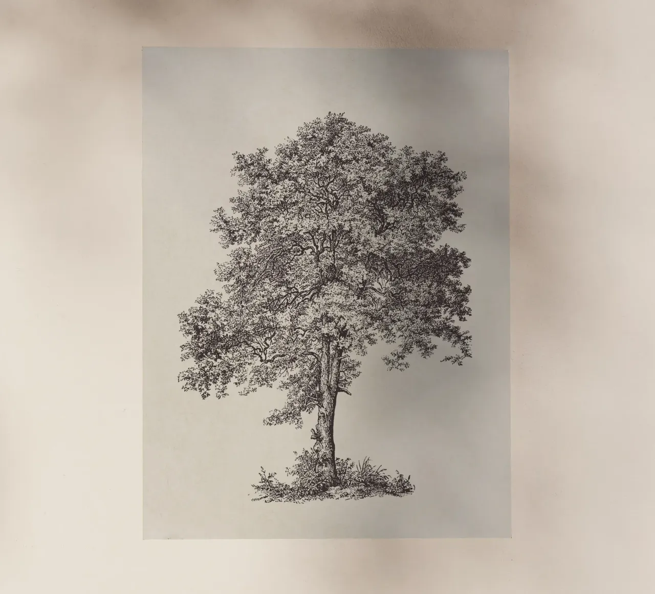 Tree Sketch - Sycamore Maple pellicola backlit da apoloprints