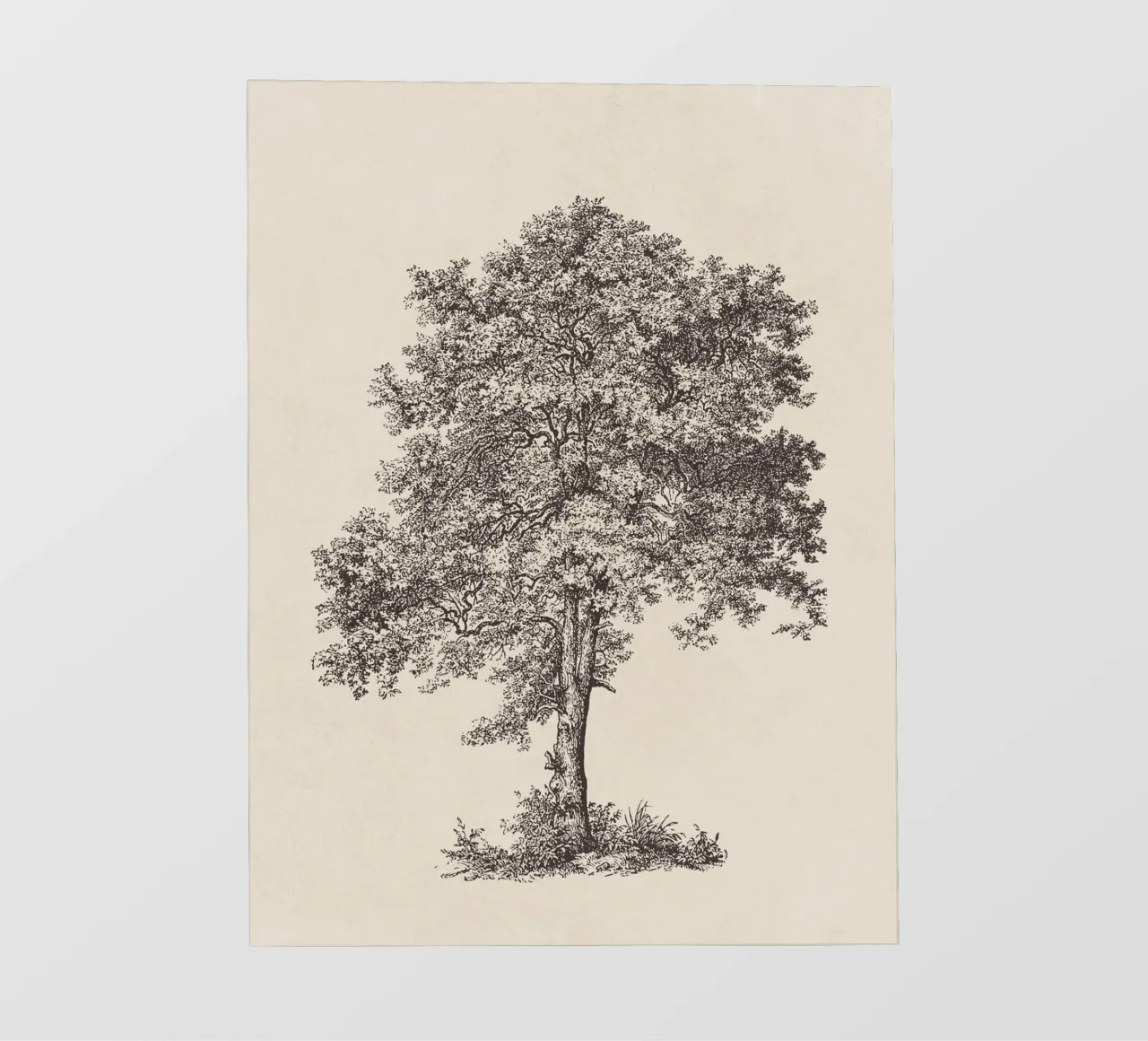 Tree Sketch - Sycamore Maple pellicola backlit da apoloprints