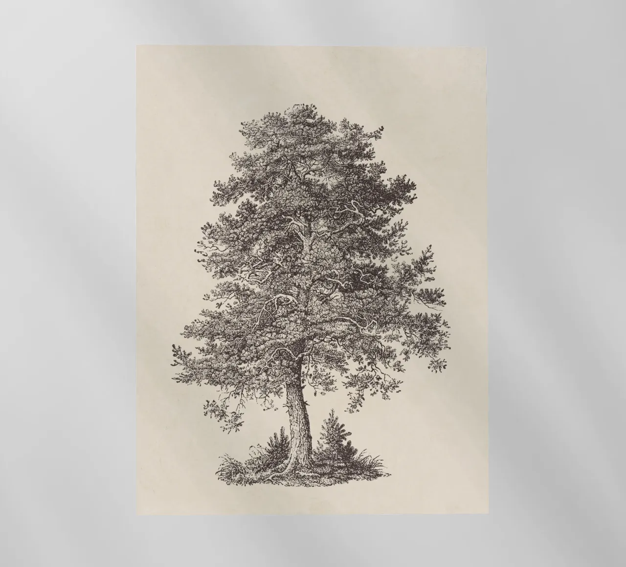 Tree Sketch - Scotch Pine pellicola backlit da apoloprints