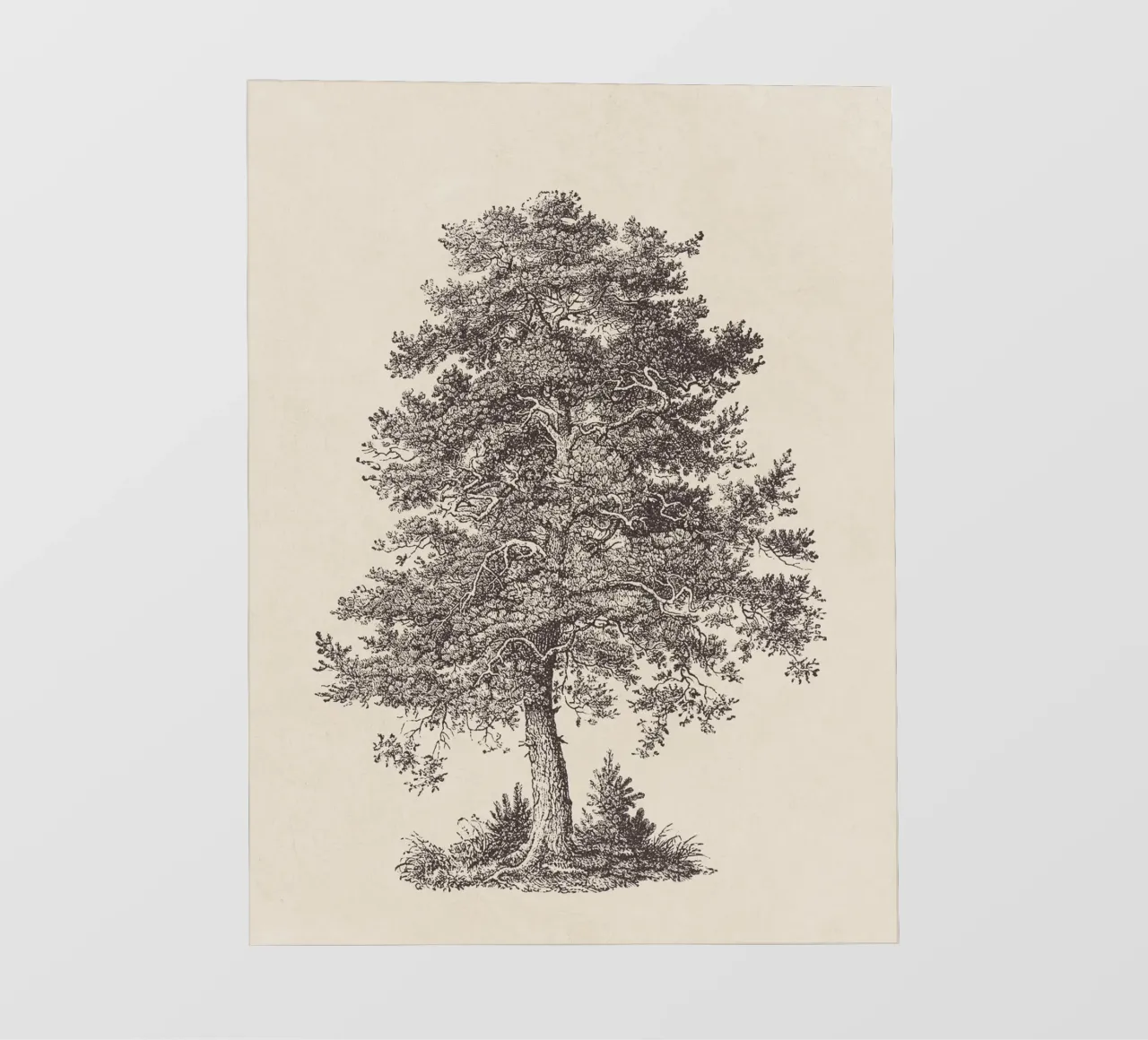 Tree Sketch - Scotch Pine pellicola backlit da apoloprints