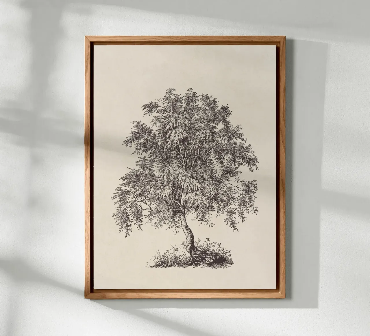 Tree Sketch - Silver Birch alluminio dibond da apoloprints