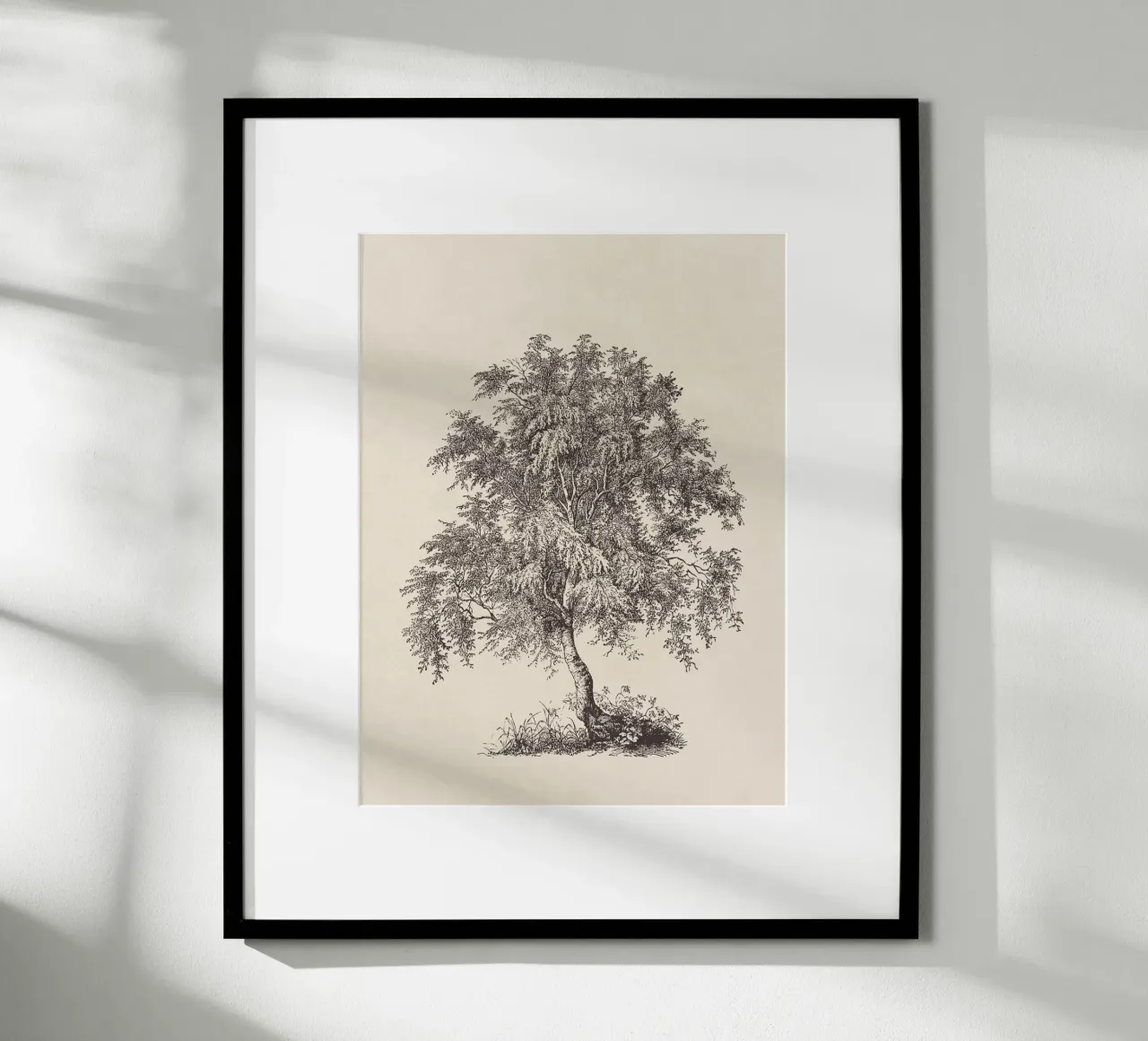 Tree Sketch - Silver Birch carta hahnemühle da apoloprints