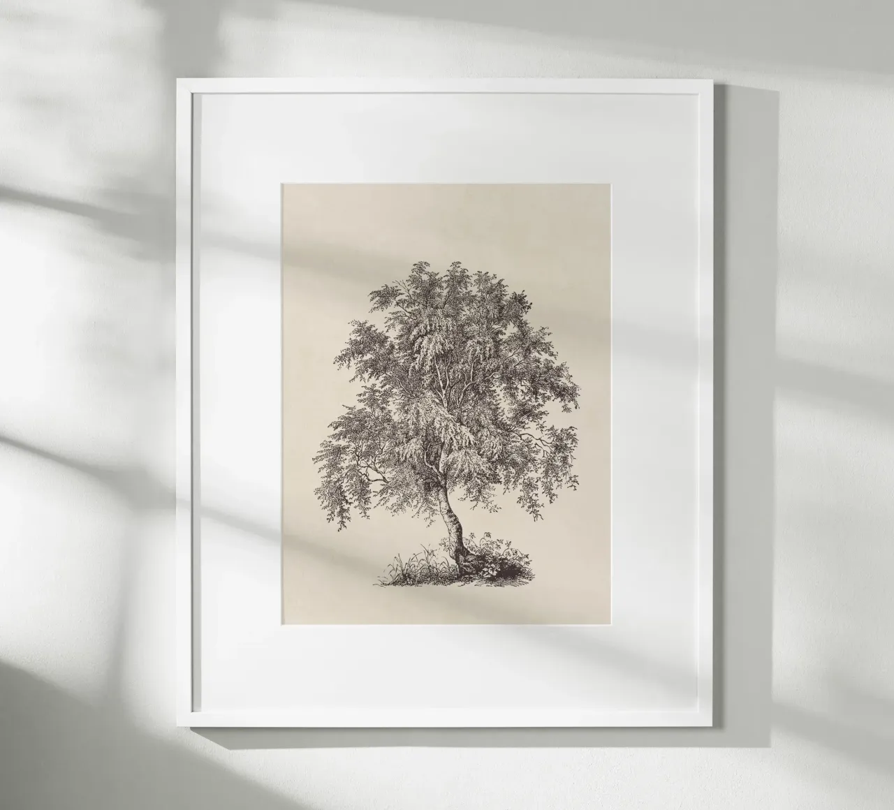 Tree Sketch - Silver Birch carta hahnemühle da apoloprints
