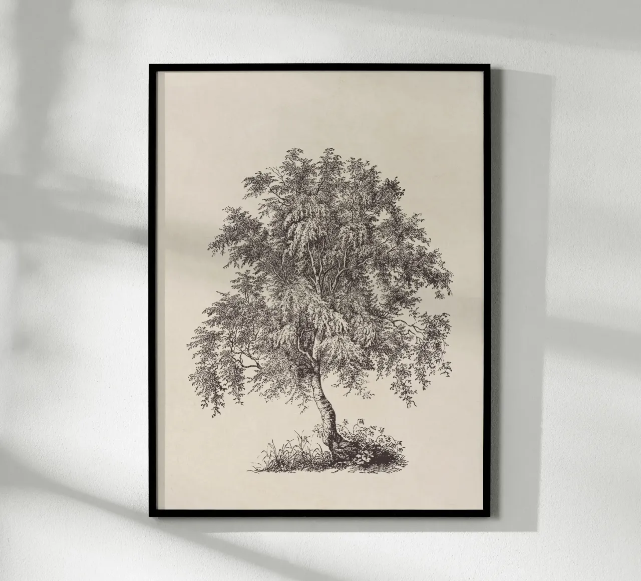 Tree Sketch - Silver Birch carta hahnemühle da apoloprints