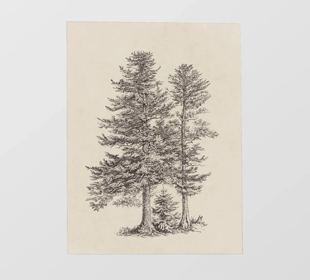 Tree Sketch - Silver Fir lámina retroiluminada de apoloprints