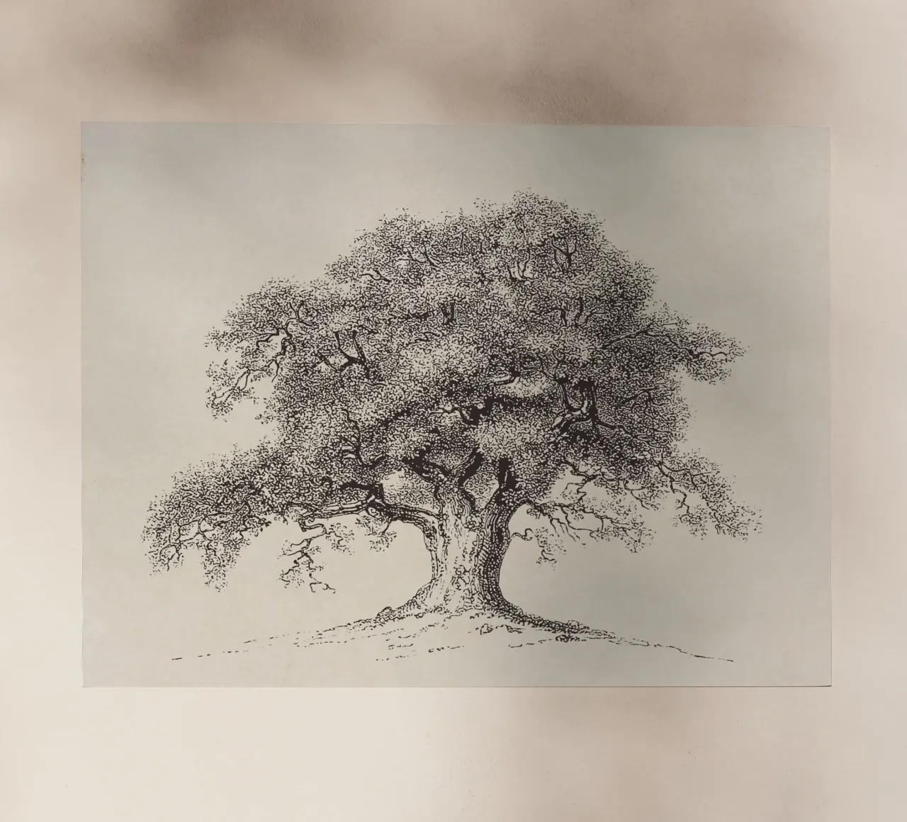 Tree Sketch - Spring Oak pellicola backlit da apoloprints