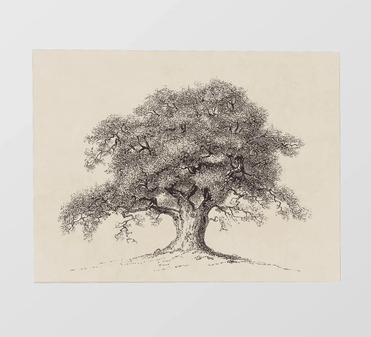 Tree Sketch - Spring Oak pellicola backlit da apoloprints