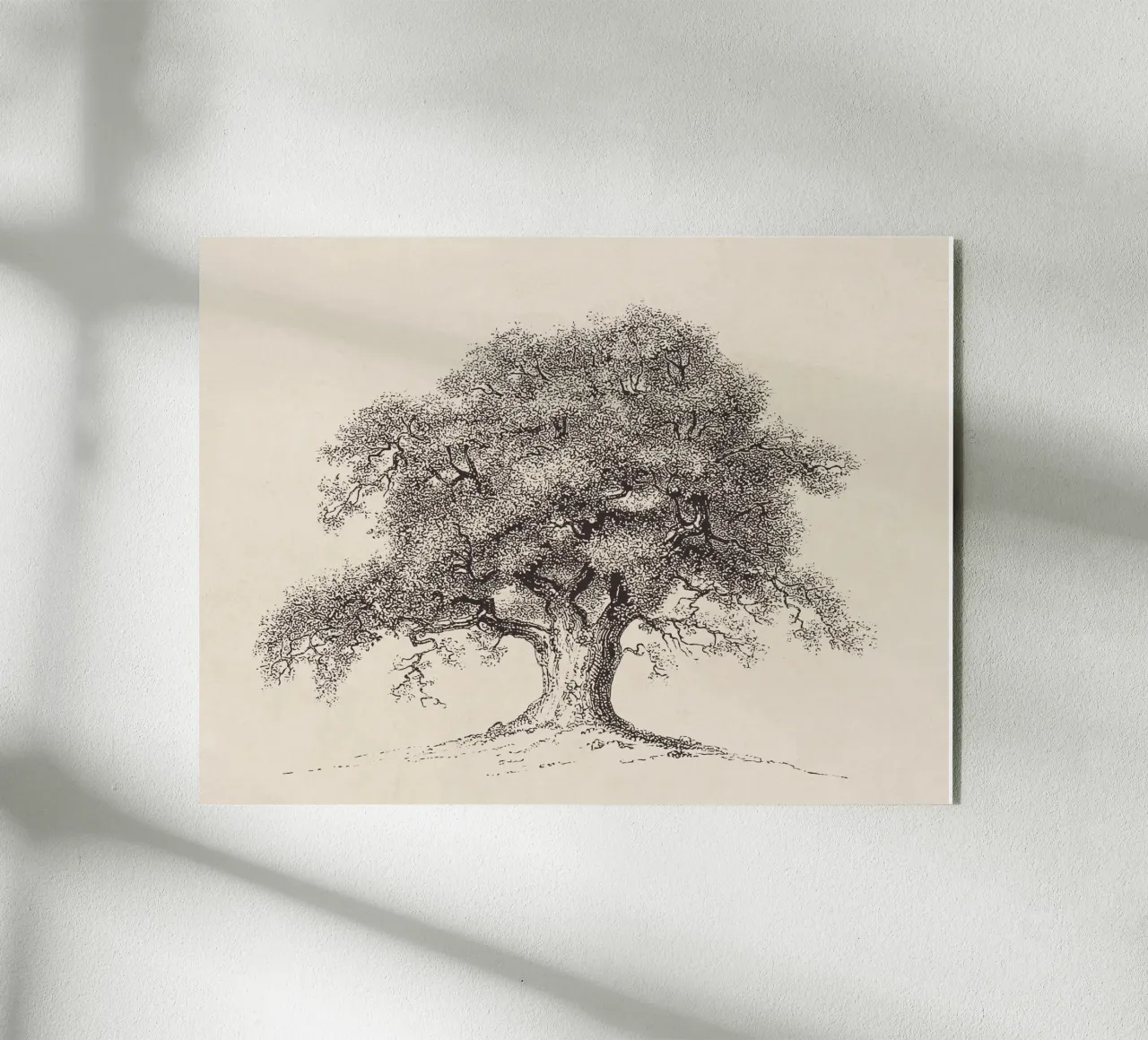 Tree Sketch - Spring Oak plexiglass da apoloprints