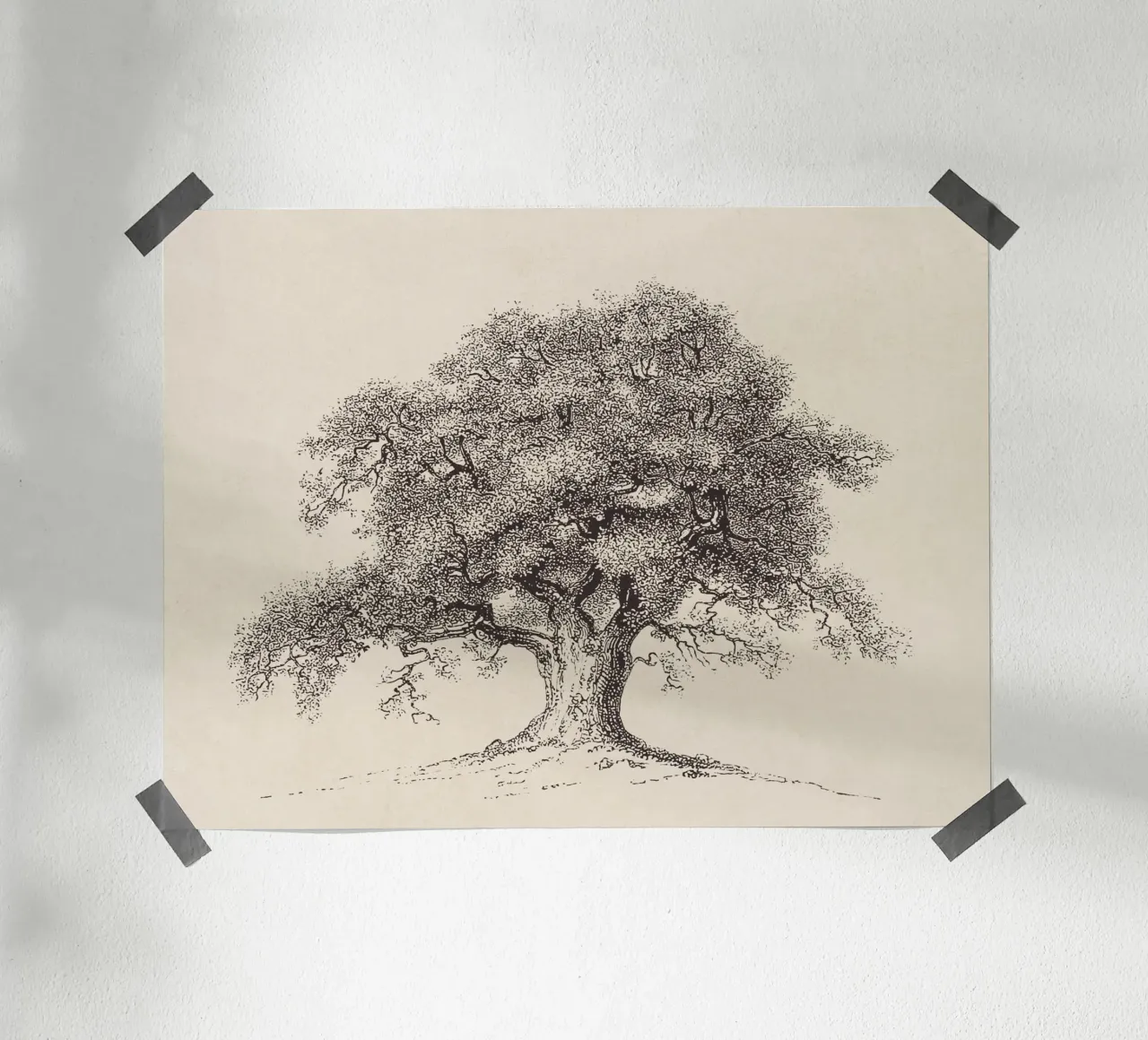 Tree Sketch - Spring Oak carta hahnemühle da apoloprints