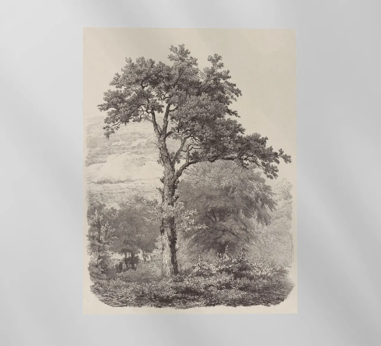 Tree Sketch - Landscape no. 23 pellicola backlit da apoloprints