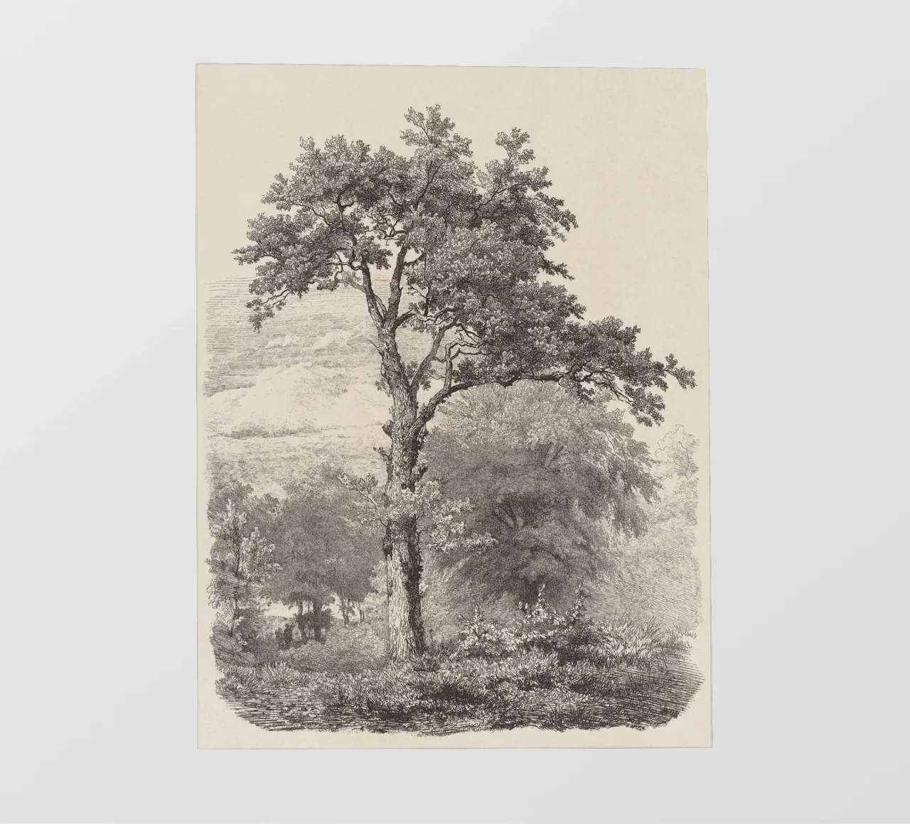 Tree Sketch - Landscape no. 23 pellicola backlit da apoloprints