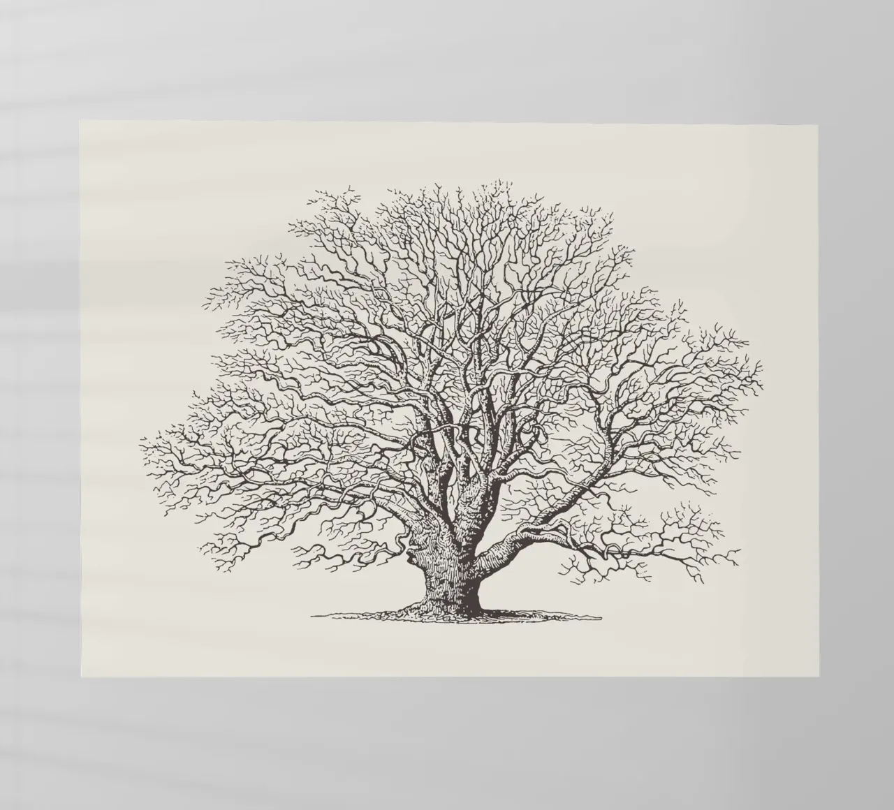 Tree Sketch - Winter Oak pellicola backlit da apoloprints