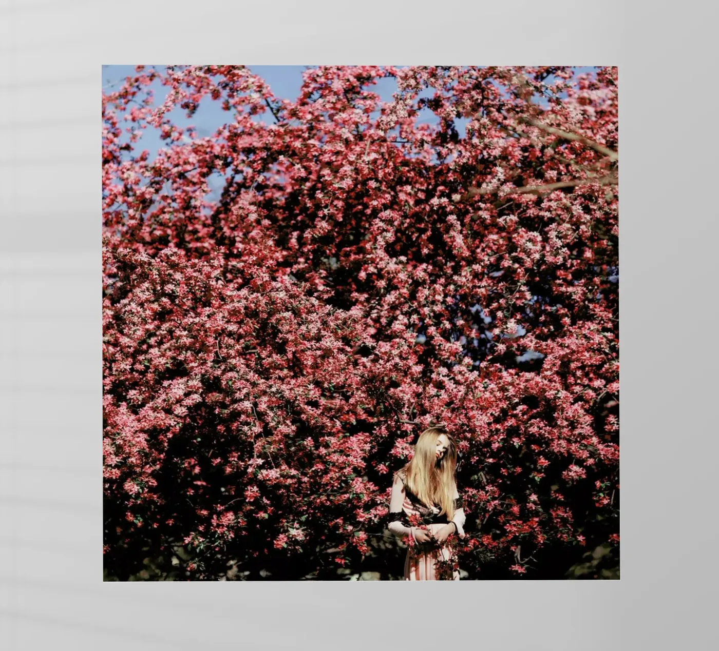 Flower Tree pellicola backlit da Jovana Rikalo