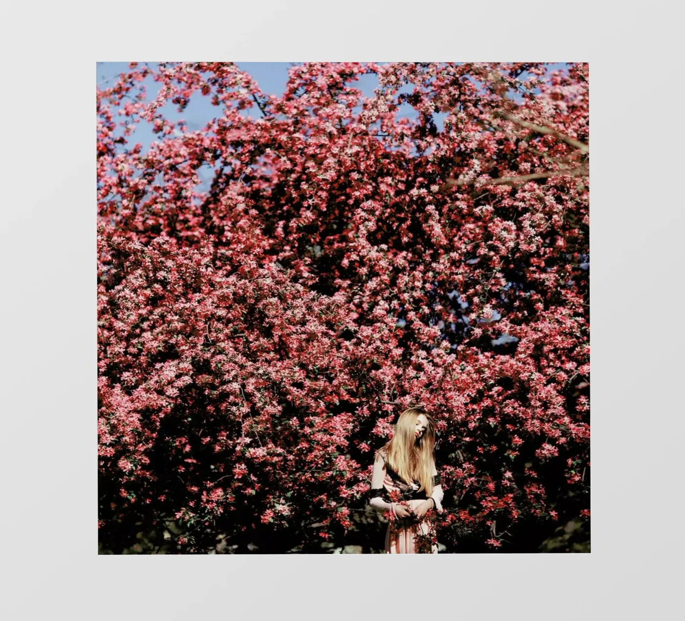 Flower Tree pellicola backlit da Jovana Rikalo