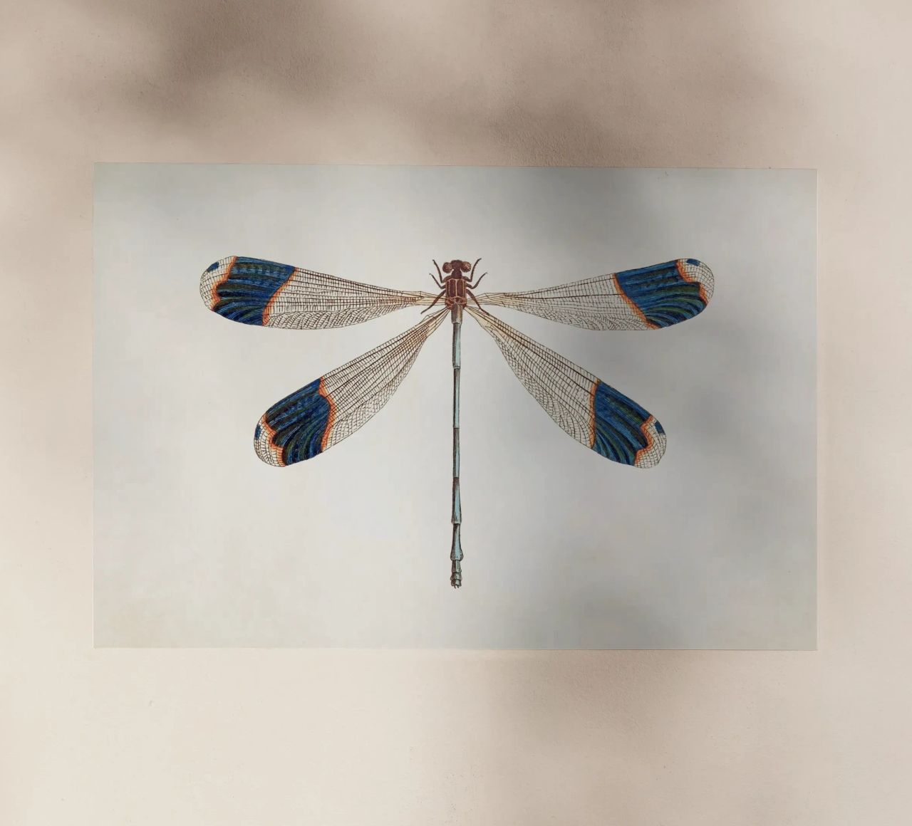 Dragonfly no. 1 pellicola backlit da apoloprints
