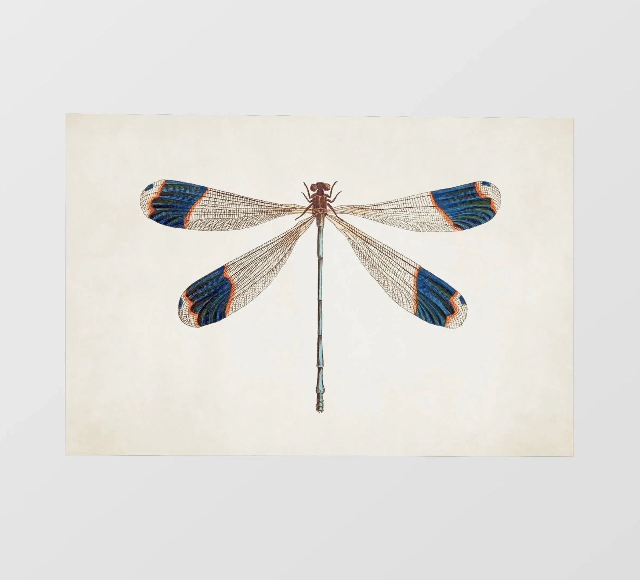 Dragonfly no. 1 pellicola backlit da apoloprints