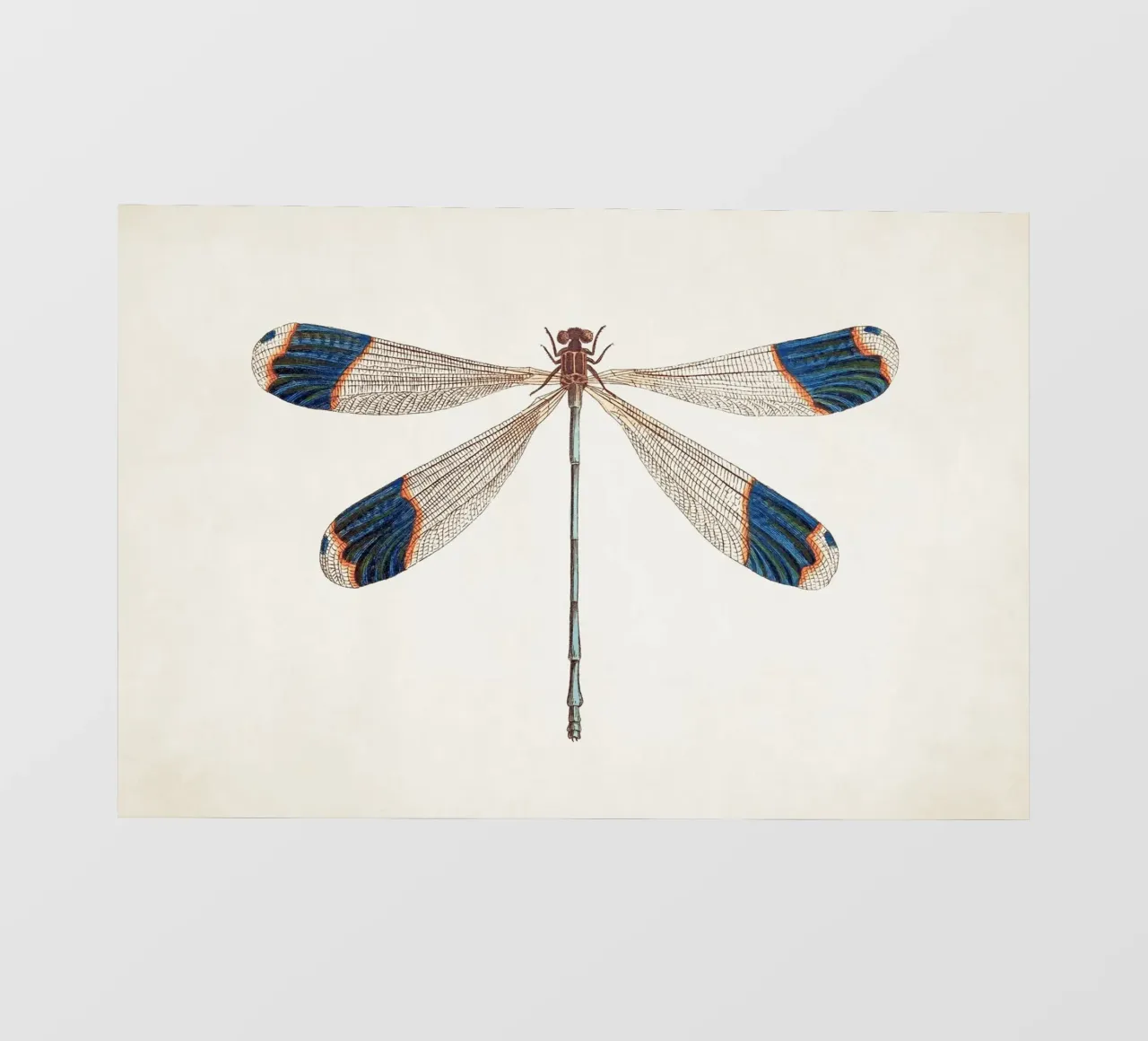 Dragonfly no. 1 pellicola backlit da apoloprints