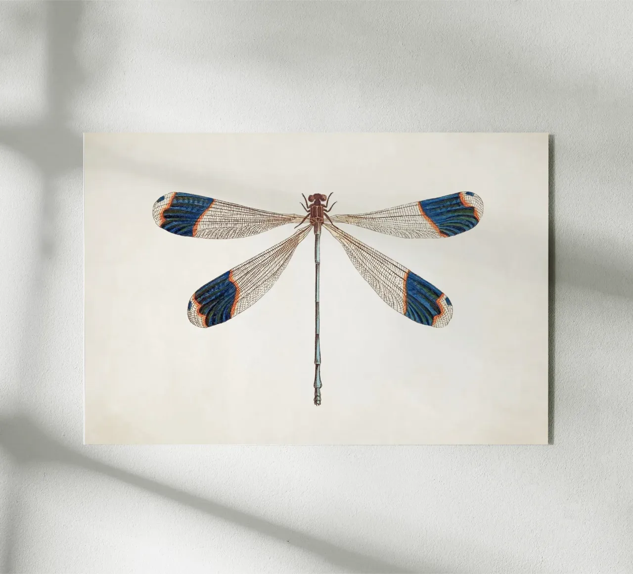 Dragonfly no. 1 plexiglass da Apolo Prints