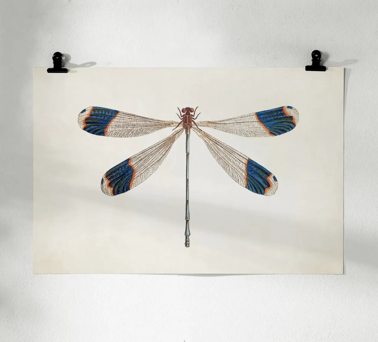 Libellula n. 1 poster da Apolo Prints