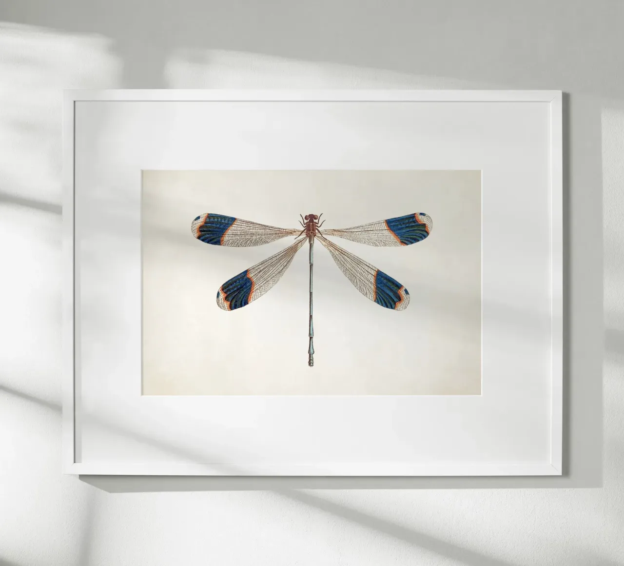 Dragonfly no. 1 hahnemühle by apoloprints