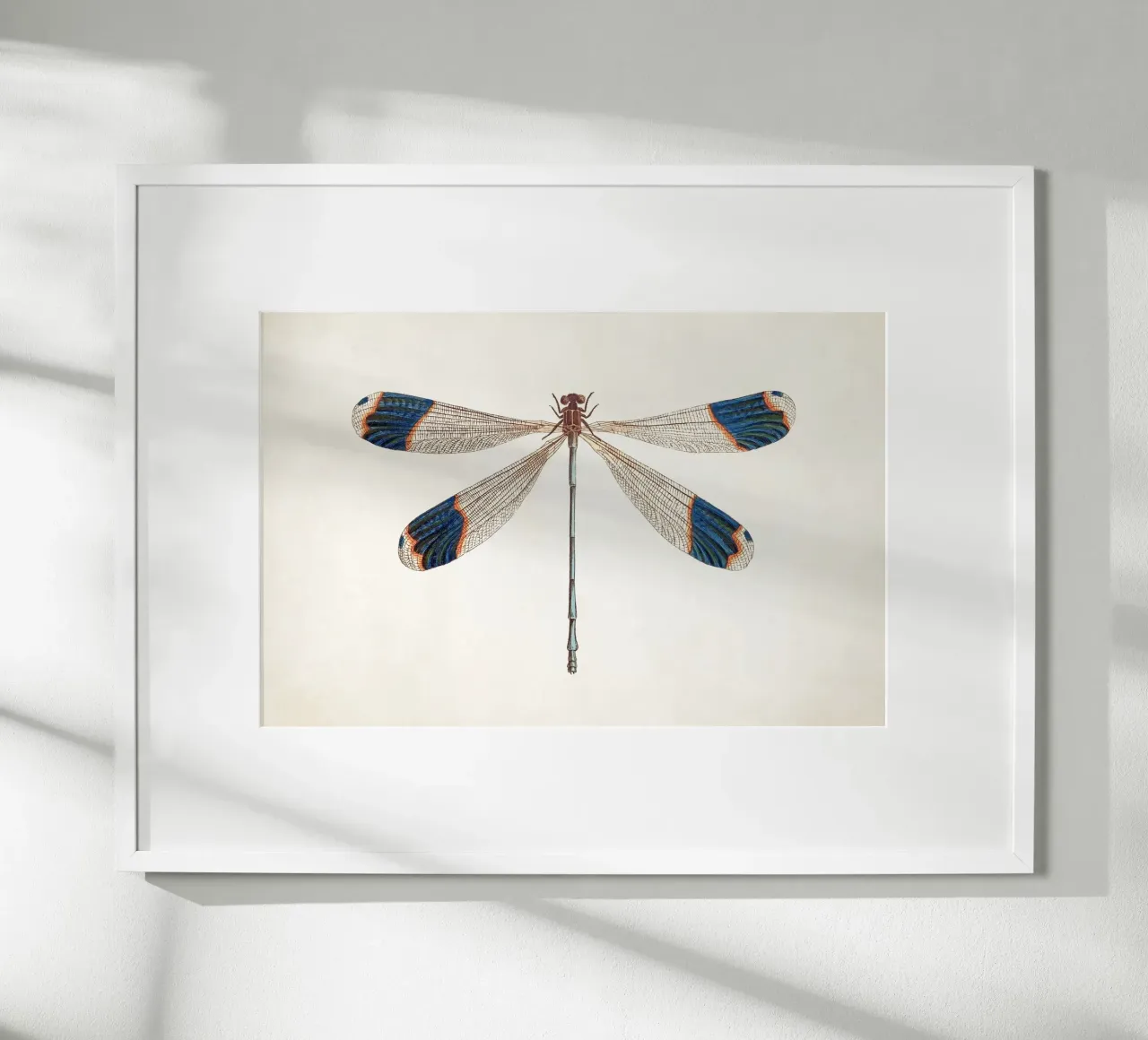 Libellula n. 1 poster da Apolo Prints