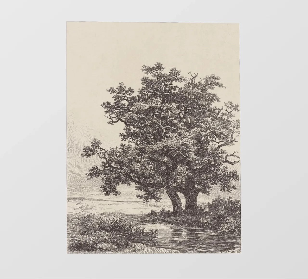 Tree with Stream Landscape pellicola backlit da apoloprints