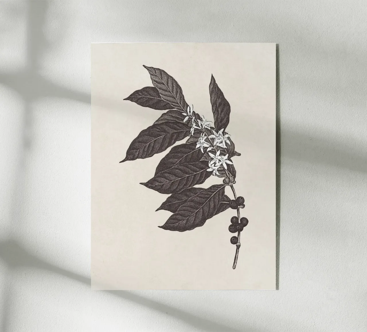 Coffee Branch Sketch no. 1 plexiglass da apoloprints