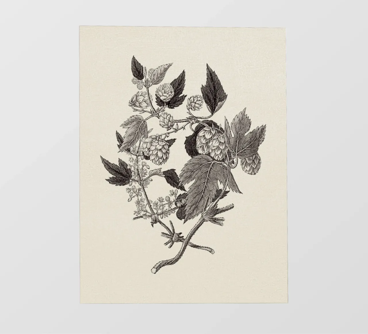 Hops Branch Sketch pellicola backlit da apoloprints