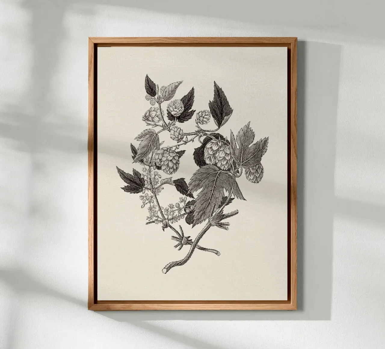 Hops Branch Sketch alluminio dibond da apoloprints