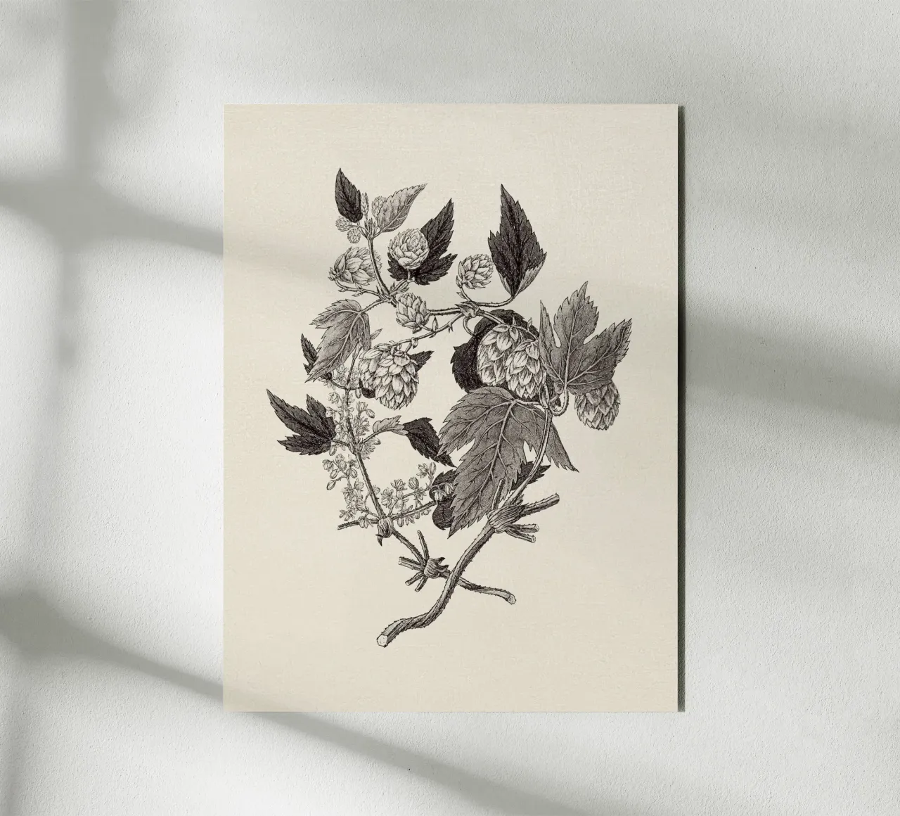 Hops Branch Sketch alluminio dibond da apoloprints