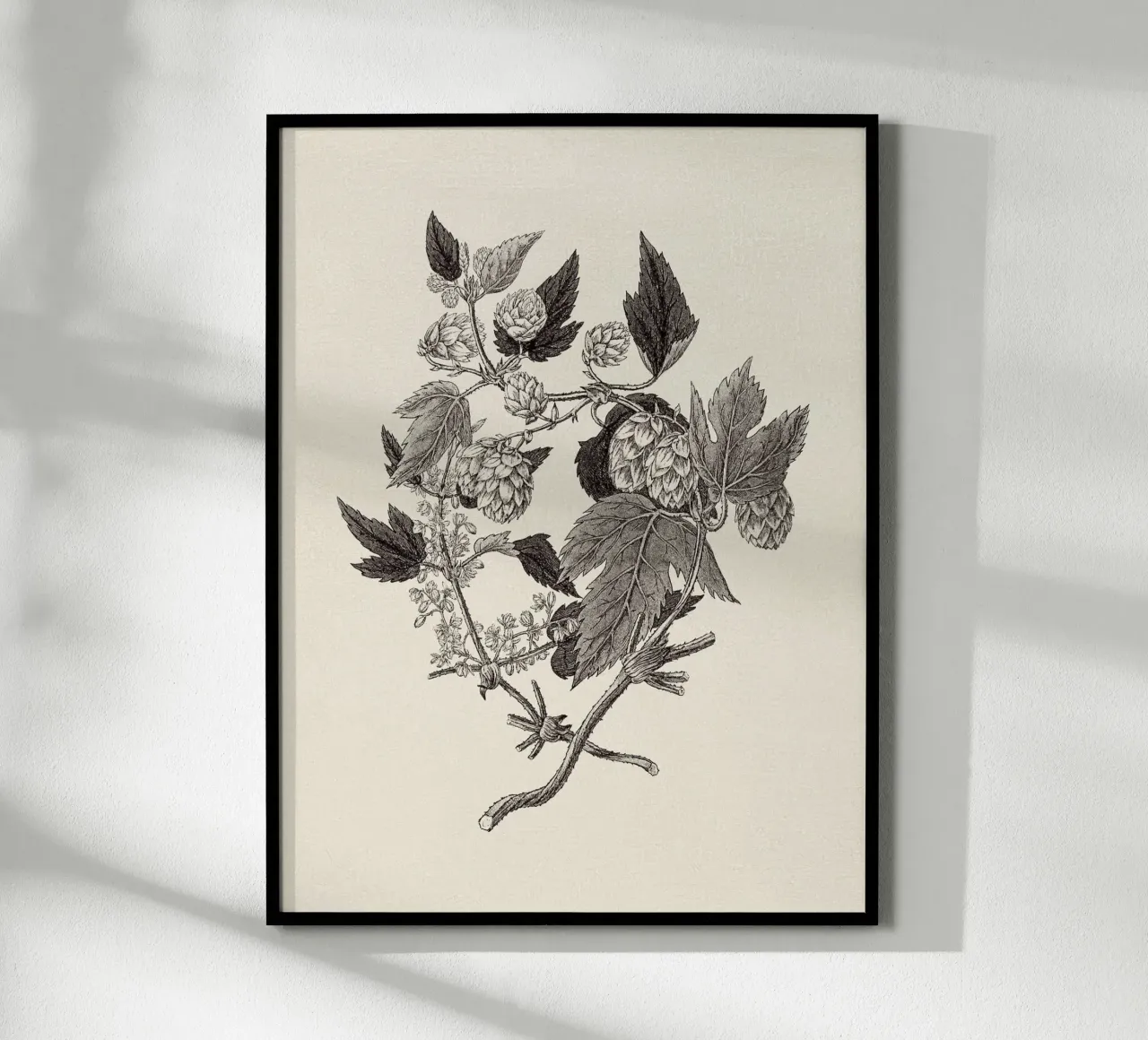 Hops Branch Sketch poster da apoloprints