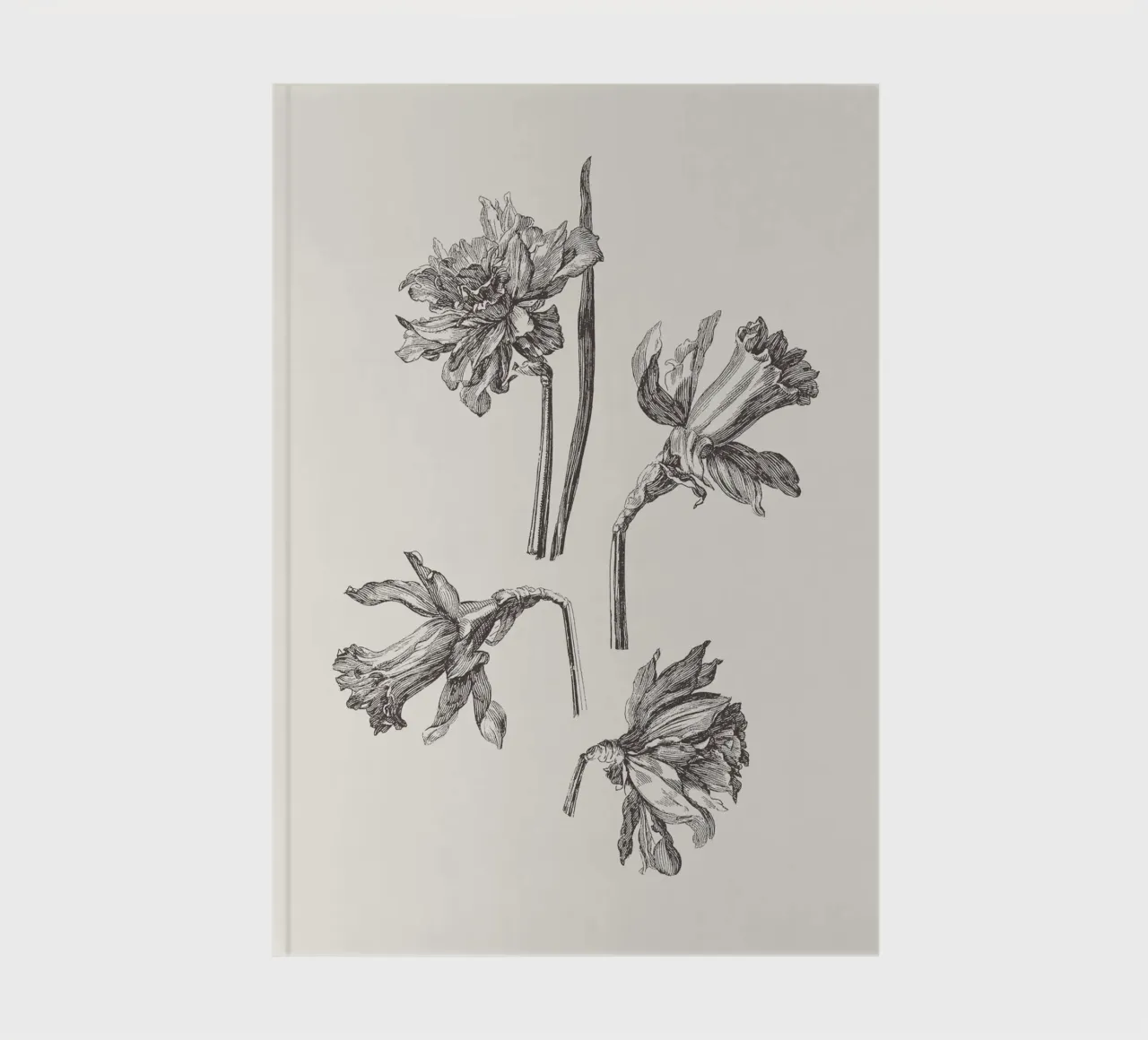 Daffodil Flower Sketch no. 1 diario da apoloprints