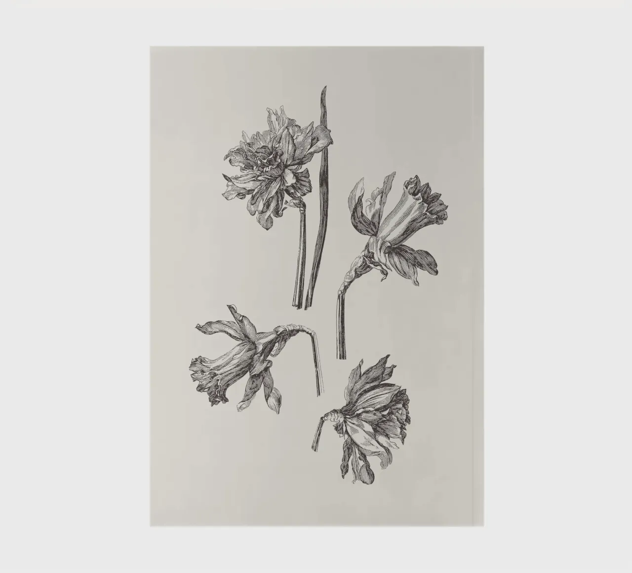 Daffodil Flower Sketch no. 1 diario da apoloprints