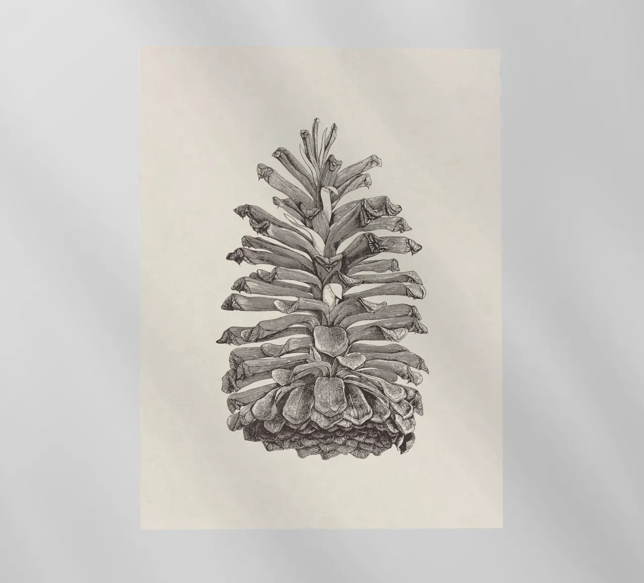 Pine Cone Sketch pellicola backlit da apoloprints