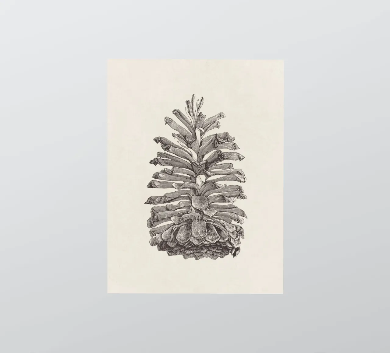 Pine Cone Sketch adesivo da apoloprints