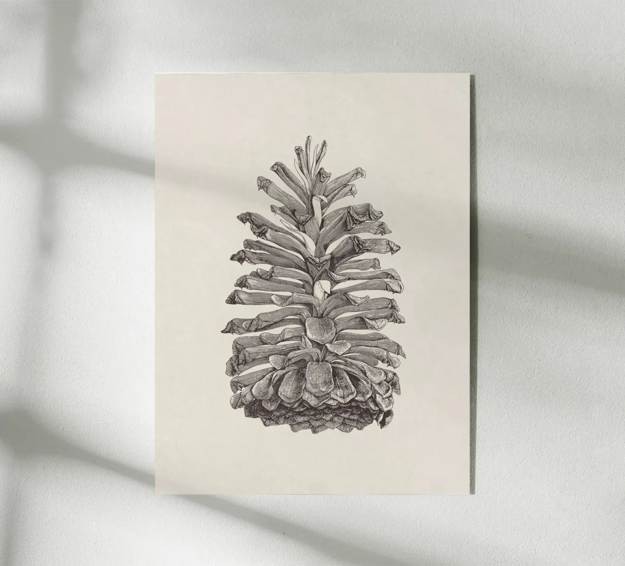 Schizzo di pigna plexiglass da apoloprints