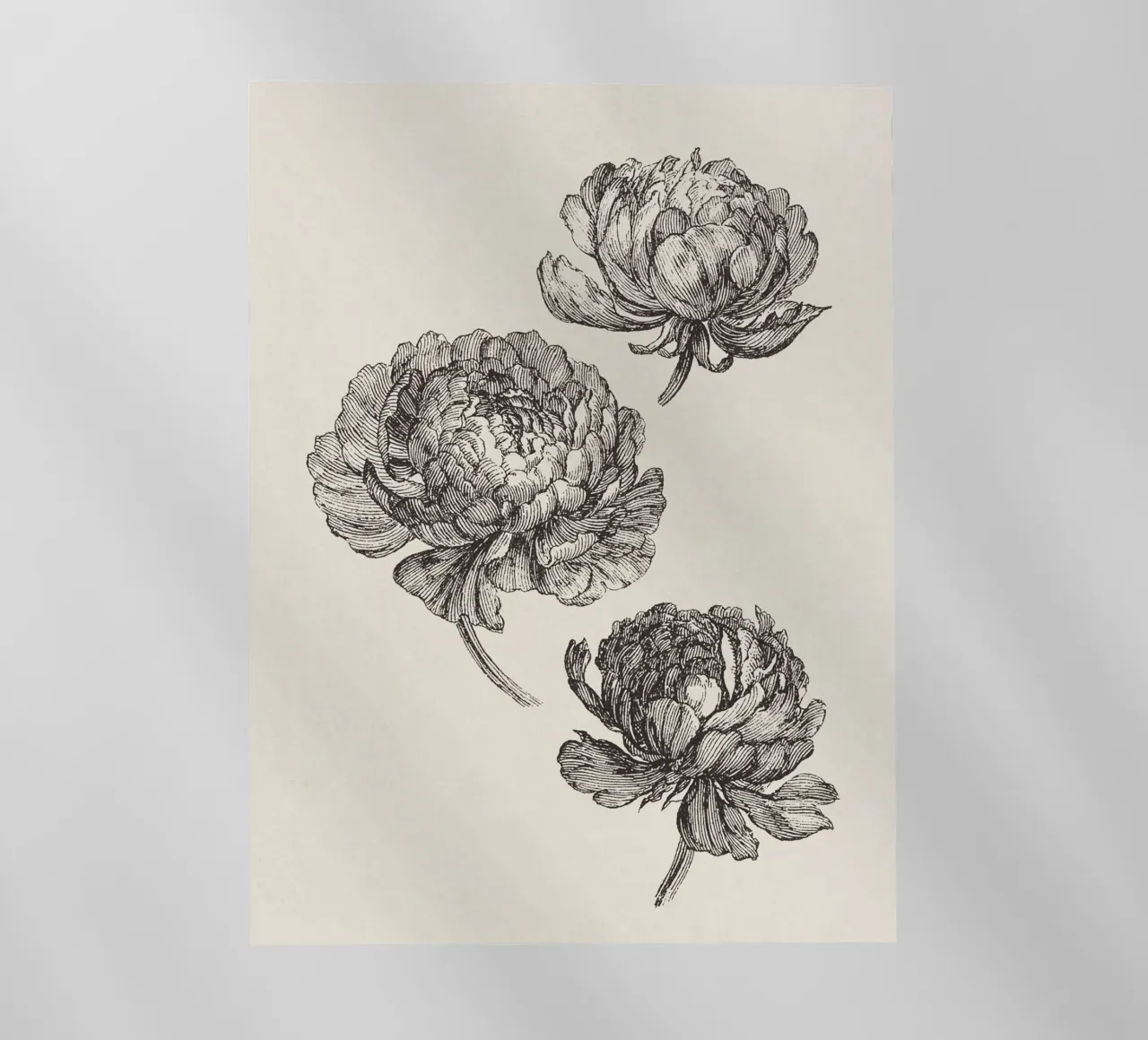 Peonies Sketch no. 2 pellicola backlit da apoloprints