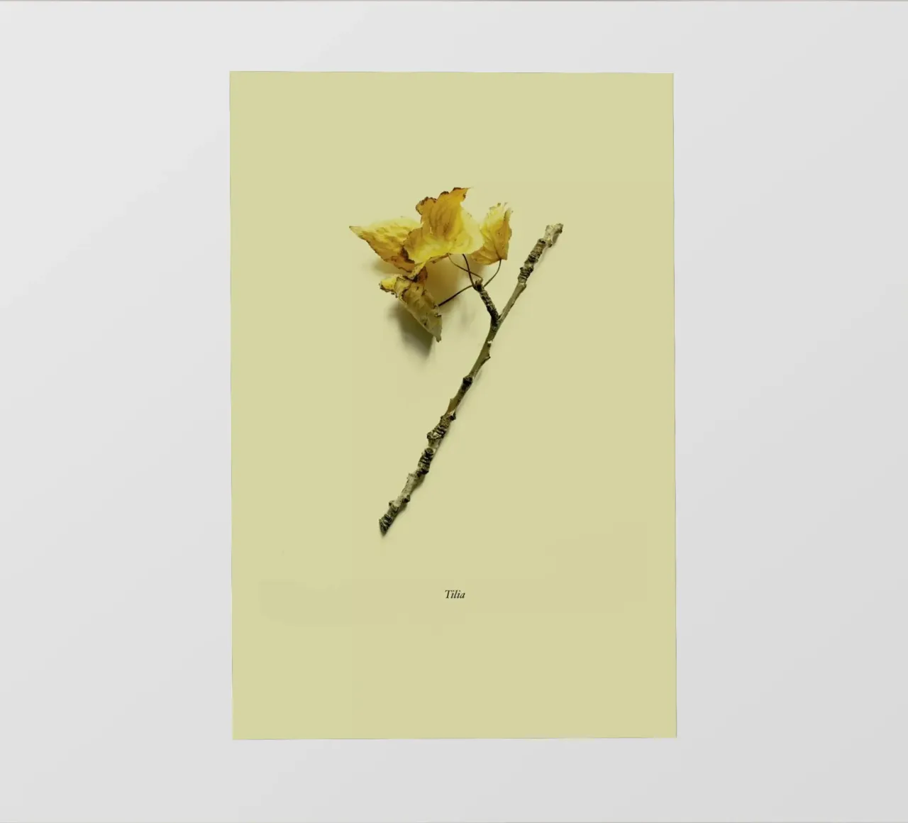 Botanico VII telo in pvc da Elena Veronese