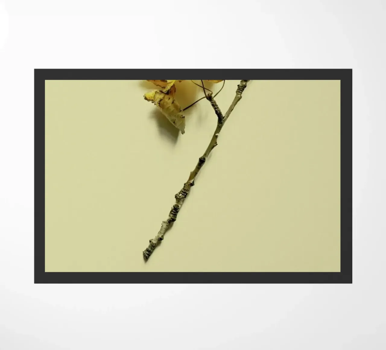 Botanico VII zerbino da Elena Veronese