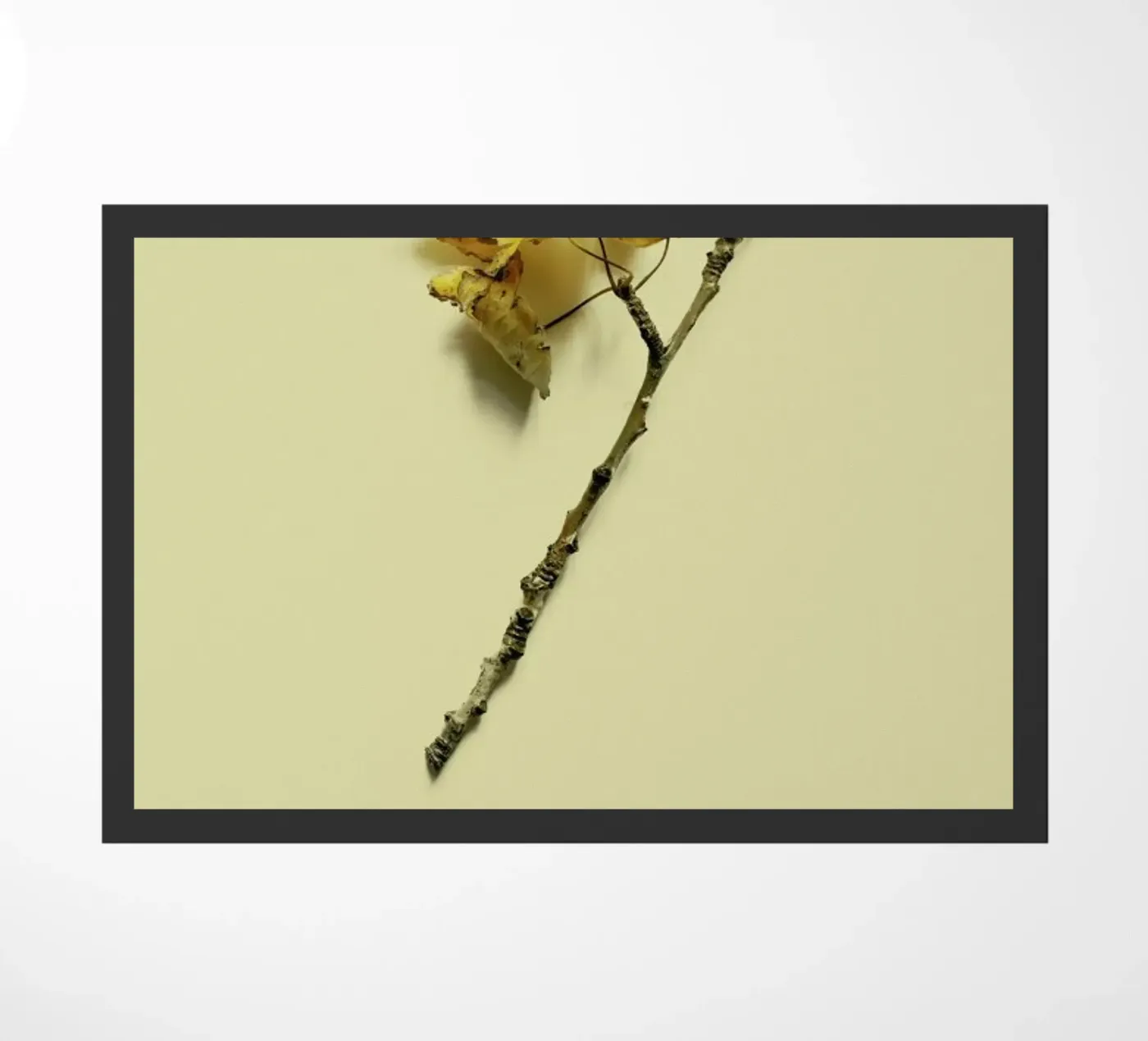 Botanico VII zerbino da Elena Veronese