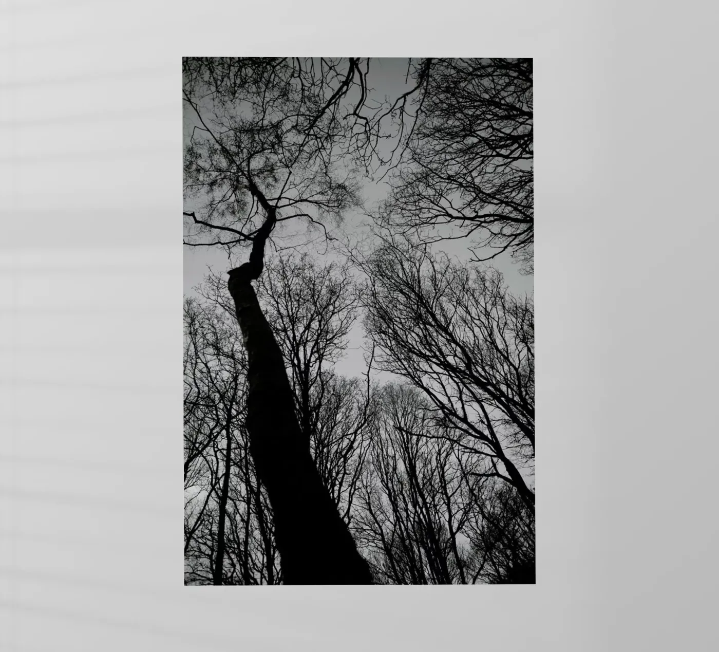 Everglades pellicola backlit da Shot By Clint