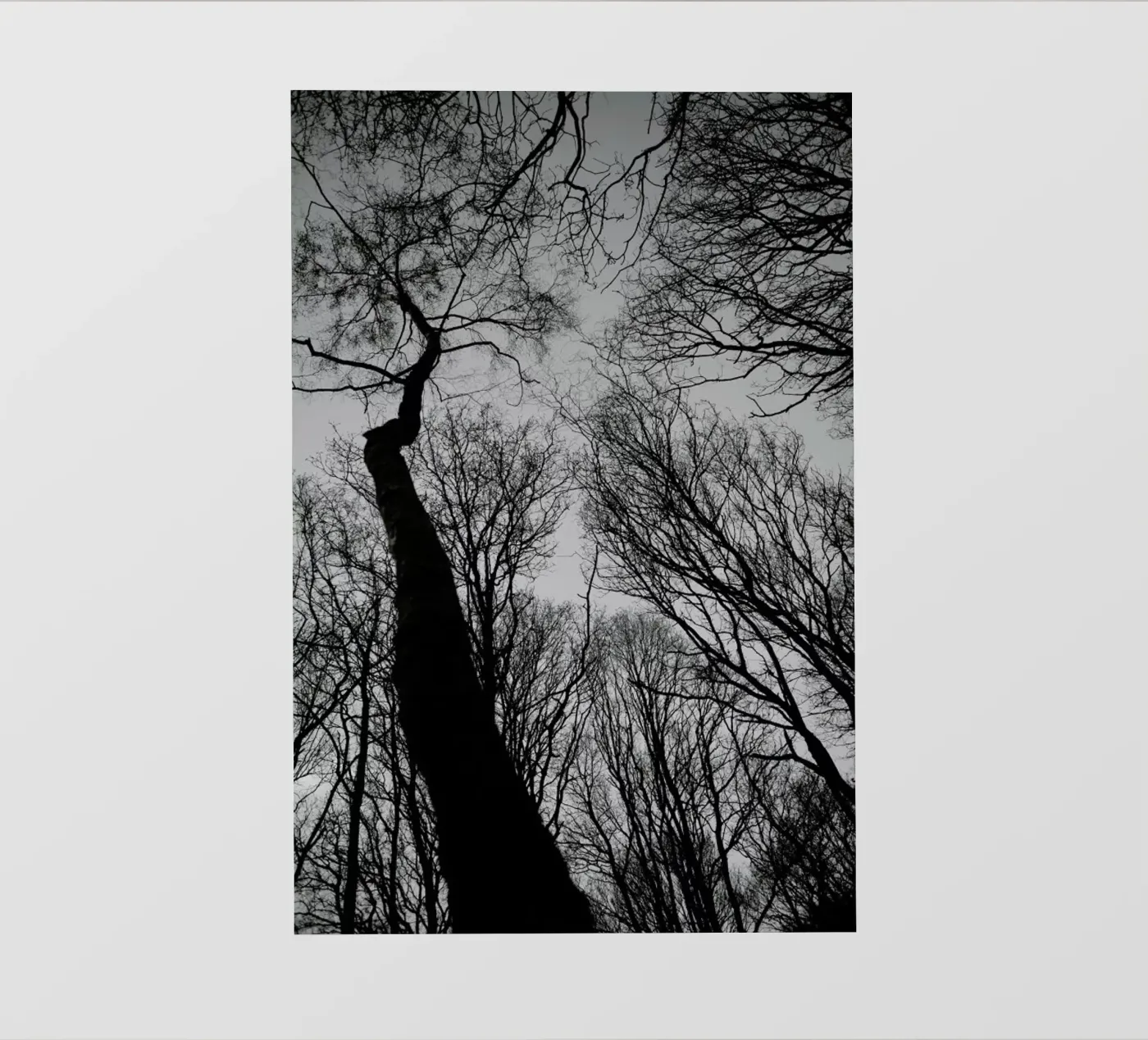 Everglades pellicola backlit da Shot By Clint