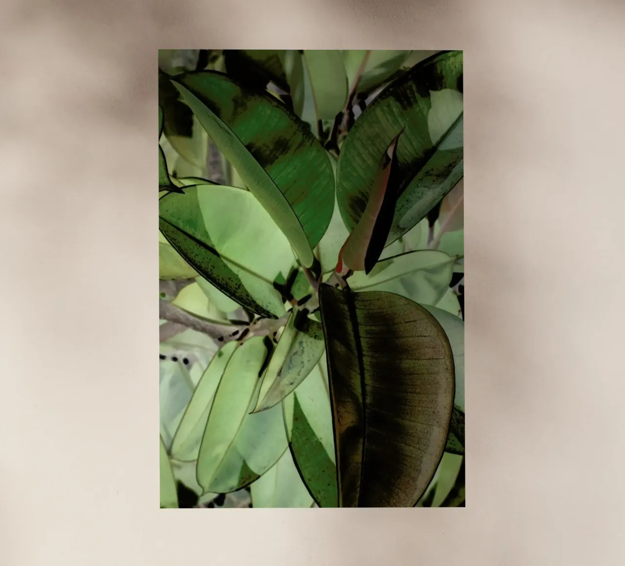 Ficus Elastica pellicola backlit da Shot By Clint