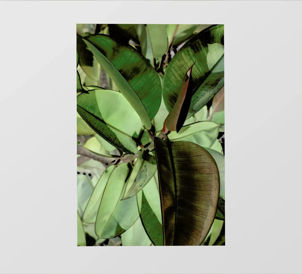 Ficus Elastica pellicola backlit da Shot By Clint